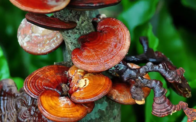 Tìm hiểu về Nấm linh chi Hàn Quốc